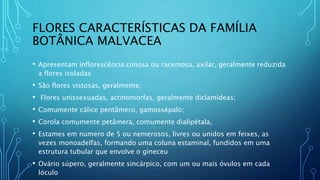FLORES CARACTERÍSTICAS DA FAMÍLIA
BOTÂNICA MALVACEA
• Apresentam inflorescência cimosa ou racemosa, axilar, geralmente reduzida
a flores isoladas
• São flores vistosas, geralmente;
• Flores unissexuadas, actinomorfas, geralmente diclamídeas;
• Comumente cálice pentâmero, gamossépalo;
• Corola comumente petâmera, comumente dialipétala,
• Estames em numero de 5 ou nemerosos, livres ou unidos em feixes, as
vezes monoadelfas, formando uma coluna estaminal, fundidos em uma
estrutura tubular que envolve o gineceu
• Ovário súpero, geralmente sincárpico, com um ou mais óvulos em cada
lóculo
 