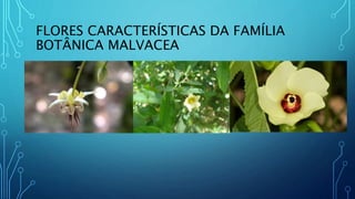 FLORES CARACTERÍSTICAS DA FAMÍLIA
BOTÂNICA MALVACEA
 