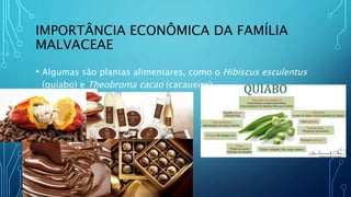 IMPORTÂNCIA ECONÔMICA DA FAMÍLIA
MALVACEAE
• Algumas são plantas alimentares, como o Hibiscus esculentus
(quiabo) e Theobroma cacao (cacaueiro)
 