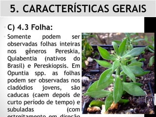 • C) 4.3 Folha:
• Somente podem ser
observadas folhas inteiras
nos gêneros Pereskia,
Quiabentia (nativos do
Brasil) e Pereskiopsis. Em
Opuntia spp. as folhas
podem ser observadas nos
cladódios jovens, são
caducas (caem depois de
curto período de tempo) e
subuladas (com
5. CARACTERÍSTICAS GERAIS
11
 