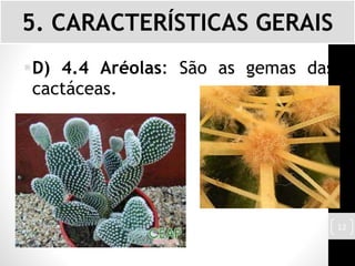 D) 4.4 Aréolas: São as gemas das
cactáceas.
5. CARACTERÍSTICAS GERAIS
12
 