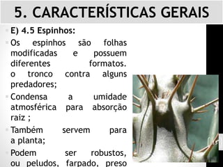  E) 4.5 Espinhos:
 Os espinhos são folhas
modificadas e possuem
diferentes formatos.
o tronco contra alguns
predadores;
 Condensa a umidade
atmosférica para absorção
raiz ;
 Também servem para
a planta;
 Podem ser robustos,
ou peludos, farpado, preso
5. CARACTERÍSTICAS GERAIS
13
 