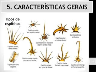 5. CARACTERÍSTICAS GERAIS
Tipos de
espinhos
14
 