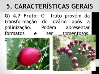 G) 4.7 Fruto: O fruto provém da
transformação do ovário após a
polinização. Podem apresentar
formatos e ser tomentosos,
ou escamosos.
5. CARACTERÍSTICAS GERAIS
16
 