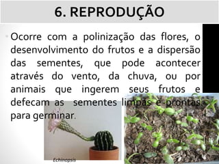 •Ocorre com a polinização das flores, o
desenvolvimento do frutos e a dispersão
das sementes, que pode acontecer
através do vento, da chuva, ou por
animais que ingerem seus frutos e
defecam as sementes limpas e prontas
para germinar.
6. REPRODUÇÃO
Echinopsis
19
 