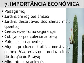 IMPORTÂNCIA ECONÔMICA
• Paisagismo;
• Jardins em regiões áridas;
• Jardins decorativos dos climas mais
quentes;
• Cercas vivas como segurança;
• Cobiçadas por colecionadores;
• Potencial ornamental;
• Alguns produzem frutas comestíveis,
como o Hylocereus que produz a fruta
do dragão ou Pitaya;
7. IMPORTÂNCIA ECONÔMICA
20
 