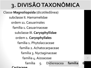 Classe Magnoliopsida (dicotiledônea)
subclasse II. Hamamelidae
ordem 11. Casuarinales
família 1. Casuarinaceae
subclasse III. Caryophyllidae
ordem 1. Caryophyllales
família 1. Phytolaccaceae
família 2. Achatocarpaceae
família 3. Nyctaginaceae
família 4. Aizoaceae
família 5. Didiereacea família 6.
3. DIVISÃOTAXONÔMICA
7
 