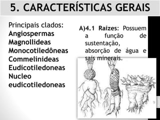 5. CARACTERÍSTICAS GERAIS
Principais clados:
Angiospermas
Magnollideas
Monocotiledôneas
Commelinideas
Eudicotiledoneas
Nucleo
eudicotiledoneas
A)4.1 Raízes: Possuem
a função de
sustentação,
absorção de água e
sais minerais.
9
 