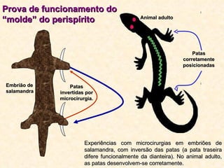 Prova de funcionamento do “molde” do perispírito Experiências com microcirurgias em embriões de salamandra, com inversão das patas (a pata traseira difere funcionalmente da dianteira). No animal adulto, as patas desenvolvem-se corretamente. Patas invertidas por microcirurgia. Patas corretamente posicionadas Animal adulto Embrião de salamandra 