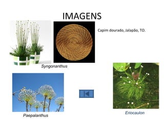 IMAGENS
                       Capim dourado, Jalapão, TO.




        Syngonanthus




                                      Eriocaulon
Paepalanthus
 