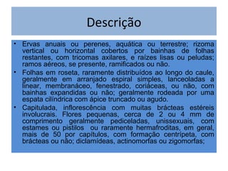 Descrição
• Ervas anuais ou perenes, aquática ou terrestre; rizoma
  vertical ou horizontal cobertos por bainhas de folhas
  restantes, com tricomas axilares, e raízes lisas ou peludas;
  ramos aéreos, se presente, ramificados ou não.
• Folhas em roseta, raramente distribuídos ao longo do caule,
  geralmente em arranjado espiral simples, lanceoladas a
  linear, membranáceo, fenestrado, coriáceas, ou não, com
  bainhas expandidas ou não; geralmente rodeada por uma
  espata cilíndrica com ápice truncado ou agudo.
• Capitulada, inflorescência com muitas brácteas estéreis
  involucrais. Flores pequenas, cerca de 2 ou 4 mm de
  comprimento geralmente pediceladas, unissexuais, com
  estames ou pistilos ou raramente hermafroditas, em geral,
  mais de 50 por capítulos, com formação centrípeta, com
  brácteas ou não; diclamídeas, actinomorfas ou zigomorfas;
 