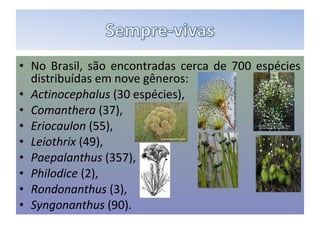 • No Brasil, são encontradas cerca de 700 espécies
  distribuídas em nove gêneros:
• Actinocephalus (30 espécies),
• Comanthera (37),
• Eriocaulon (55),
• Leiothrix (49),
• Paepalanthus (357),
• Philodice (2),
• Rondonanthus (3),
• Syngonanthus (90).
 
