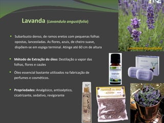 Lavanda   ( Lavandula angustifolia ) Subarbusto denso, de ramos eretos com pequenas folhas opostas, lanceoladas. As flores, azuis, de cheiro suave, dispõem-se em espiga terminal. Atinge até 60 cm de altura Lavandula angustifolia Método de Extração do óleo:  Destilação a vapor das folhas, flores e caules Óleo essencial bastante utilizados na fabricação de perfumes e cosméticos.  Propriedades:  Analgésico, antisséptico, cicatrizante, sedativo, revigorante 