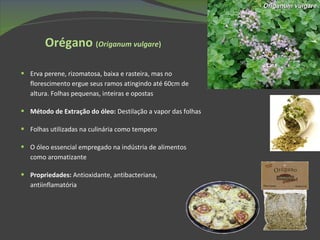Orégano  ( Origanum vulgare ) Erva perene, rizomatosa, baixa e rasteira, mas no florescimento ergue seus ramos atingindo até 60cm de altura. Folhas pequenas, inteiras e opostas Método de Extração do óleo:  Destilação a vapor das folhas Folhas utilizadas na culinária como tempero O óleo essencial empregado na indústria de alimentos como aromatizante Propriedades:  Antioxidante, antibacteriana, antiinflamatória Origanum vulgare 