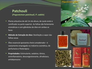 Planta arbustiva de até 1m de altura, de caule ereto e ramificado na parte superior. As folhas são fortemente aromáticas e com glândulas de óleo em ambas as faces Método de Extração do óleo:  Destilação a vapor das folhas secas Óleo essencial apresenta cheiro amadeirado – é vastamente empregado na indústria cosmética, de perfumaria e fitoterápica Propriedades:  Estimulante, sedativo, tônico, antiinflamatório, descongestionante, afrodisíaco, antidepressivo Patchouli  ( Pogostemon patchouli, P. cablin ) Pogostemon cablin 