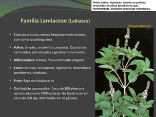 Família Lamiaceae  (Labiatae) Ervas ou arbustos, menos frequentemente árvores, com ramos quadrangulares Folhas:  Simples, raramente compostas; Opostas ou verticiladas; sem estípulas e geralmente serreadas. Inflorescência:  Cimosa, frequentemente congesta Flores:  Vistosas, Bissexuadas, zigomorfas, diclamídeas; pentâmeras, bilabiadas Fruto:  Baga ou esquizocarpo Distribuição cosmopolita - Cerca de 300 gêneros e aproximadamente 7500 espécies. No Brasil, ocorrem cerca de 350 spp. distribuídas em 26 gêneros  Ocimum basilicum limbo inteiro, denteado, lobado ou partido, revestidas de pêlos glandulares que, normalmente, secretam essências aromáticas.  