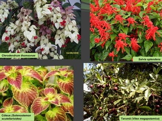 Salvia splendens Clerodendrum thomsonae Cóleus  (Solenostemon scutellarioides) Tarumã ( Vitex megapotamica )   