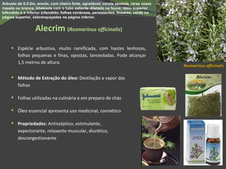 Alecrim   ( Rosmarinus officinalis ) Espécie arbustiva, muito ramificada, com hastes lenhosas, folhas pequenas e finas, opostas, lanceoladas. Pode alcançar 1,5 metros de altura.  Método de Extração do óleo:  Destilação a vapor das folhas Folhas utilizadas na culinária e em preparo de chás Óleo essencial apresenta uso medicinal, cosmético Propriedades:  Antisséptico, estimulante, expectorante, relaxante muscular, diurético, descongestionante Rosmarinus officinalis Arbusto de 0,5-2m, erecto, com cheiro forte, agradável; corola azulada, raras vezes rosada ou branca, bilabiada com o tubo saliente dilatado na fauce; lábio superior bifendido e o inferior trifendido; folhas coriáceas, persistentes, lineares, verde na página superior, esbranquiçadas na página inferior. 