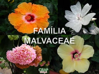 Família malvaceae