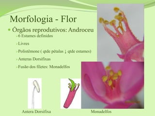 Morfologia - Flor
 Órgãos reprodutivos: Androceu
6 Estames definidos
Livres
Polistêmone ( qtde pétalas ↓ qtde estames)
Anteras Dorsifixas
Fusão dos filetes: Monadelfos
Antera Dorsifixa Monadelfos
 