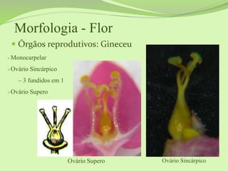 Morfologia - Flor
Monocarpelar
Ovário Sincárpico
– 3 fundidos em 1
Ovário Supero
Ovário Supero
 Órgãos reprodutivos: Gineceu
Ovário Sincárpico
 