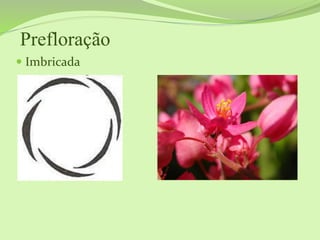 Prefloração
 Imbricada
 