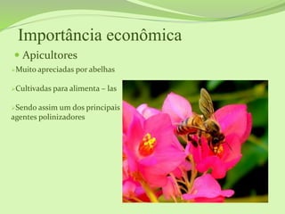 Importância econômica
 Apicultores
Muito apreciadas por abelhas
Cultivadas para alimenta – las
Sendo assim um dos principais
agentes polinizadores
 