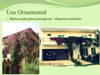 Uso Ornamental
 Muito usada pelos paisagistas – dispensa cuidados
 