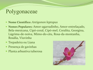 Polygonaceae
 Nome Científico: Antigonon leptopus
 Nomes Populares: Amor-agarradinho, Amor-entrelaçado,
Bela-mexicana, Cipó-coral, Cipó-mel, Coralita, Georgina,
Lágrima-de-noiva, Mimo-do-céu, Rosa-da-montanha,
Rosália, Viuvinha
 Trepadeira ou Liana
 Presença de gavinhas
 Planta arbustiva tuberosa
 