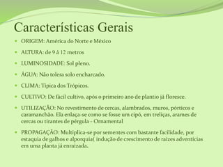 Características Gerais
 ORIGEM: América do Norte e México
 ALTURA: de 9 á 12 metros
 LUMINOSIDADE: Sol pleno.
 ÁGUA: Não tolera solo encharcado.
 CLIMA: Típica dos Trópicos.
 CULTIVO: De fácil cultivo, após o primeiro ano de plantio já floresce.
 UTILIZAÇÃO: No revestimento de cercas, alambrados, muros, pórticos e
caramanchão. Ela enlaça-se como se fosse um cipó, em treliças, arames de
cercas ou tirantes de pérgula - Ornamental
 PROPAGAÇÃO: Multiplica-se por sementes com bastante facilidade, por
estaquia de galhos e alporquia( indução de crescimento de raízes adventícias
em uma planta já enraizada.
 