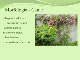 Morfologia - Caule
Trepadeira/Lianas
- necessitam de um
suporte para se
manterem eretas.
Semilenhosa
ramos finos e flexíveis
 