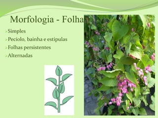 Morfologia - Folha
Simples
Pecíolo, bainha e estipulas
Folhas persistentes
Alternadas
 