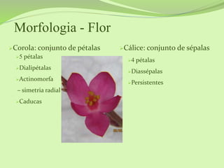Morfologia - Flor
Corola: conjunto de pétalas Cálice: conjunto de sépalas
4 pétalas
Diassépalas
Persistentes
5 pétalas
Dialipétalas
Actinomorfa
– simetria radial
Caducas
 