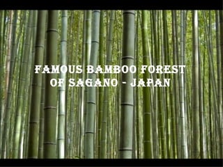 Famous BamBoo Forest oF sagano - Japan




Famous BamBoo Forest
  oF sagano - Japan
 