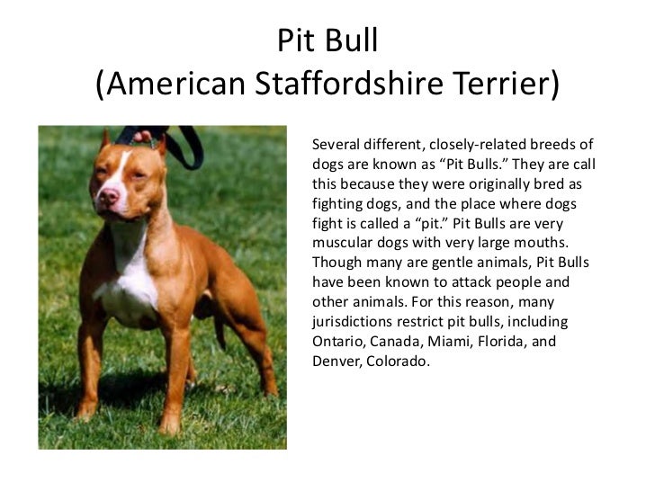 famous american dogs