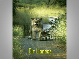 Gir Lioness
 