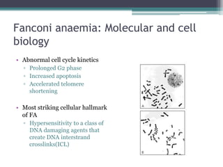 Fanconi anaemia: Molecular and cell
biology
• Abnormal cell cycle kinetics
▫ Prolonged G2 phase
▫ Increased apoptosis
▫ Accelerated telomere
shortening
• Most striking cellular hallmark
of FA
▫ Hypersensitivity to a class of
DNA damaging agents that
create DNA interstrand
crosslinks(ICL)
 