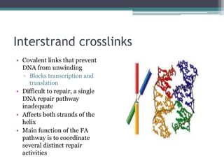 Interstrand crosslinks
• Covalent links that prevent
DNA from unwinding
▫ Blocks transcription and
translation
• Difficult to repair, a single
DNA repair pathway
inadequate
• Affects both strands of the
helix
• Main function of the FA
pathway is to coordinate
several distinct repair
activities
 