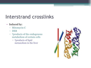 Interstrand crosslinks
• Induced by:
▫ Mitomycin C
▫ DEB
▫ ?products of the endogenous
metabolism of certain cells
 ?products of lipid
metanolism in the liver
 