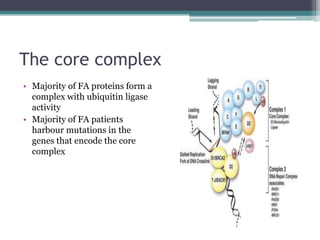 The core complex
• Majority of FA proteins form a
complex with ubiquitin ligase
activity
• Majority of FA patients
harbour mutations in the
genes that encode the core
complex
 