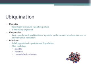 Ubiquination
• Ubiquitin
▫ Smal highly conserved regulatory protein
▫ Ubiquitously expressed
• Ubiquination
▫ Post –translational modification of a protein by the covalent attachment of one or
more ubiquitin monomers
• Functions:
▫ Labeling proteins for proteasomal degradation
▫ Also modulates
 Stability
 Function
 Intracellular localization
 