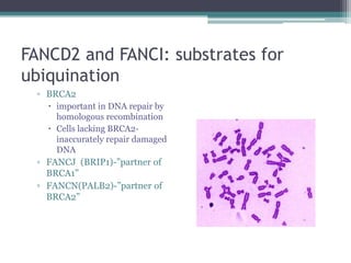 FANCD2 and FANCI: substrates for
ubiquination
▫ BRCA2
 important in DNA repair by
homologous recombination
 Cells lacking BRCA2-
inaccurately repair damaged
DNA
▫ FANCJ (BRIP1)-”partner of
BRCA1”
▫ FANCN(PALB2)-”partner of
BRCA2”
 