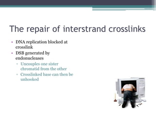 The repair of interstrand crosslinks
• DNA replication blocked at
crosslink
• DSB generated by
endonucleases
▫ Uncouples one sister
chromatid from the other
▫ Crosslinked base can then be
unhooked
 
