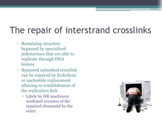 The repair of interstrand crosslinks
▫ Remaining structure
bypassed by specialized
polymerases that are able to
replicate through DNA
lesions
▫ Bypassed unhooked crosslink
can be repaired by hydrolysis
or nucleotide replacement
allowing re-establishment of
the replication fork
 Likely by HR machinery
mediated invasion of the
repaired chromatid by the
sister
 