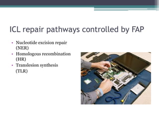 ICL repair pathways controlled by FAP
• Nucleotide excision repair
(NER)
• Homologous recombination
(HR)
• Translesion synthesis
(TLR)
 