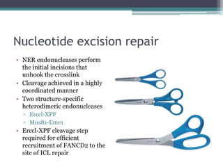 Nucleotide excision repair
• NER endonucleases perform
the initial incisions that
unhook the crosslink
• Cleavage achieved in a highly
coordinated manner
• Two structure-specific
heterodimeric endonucleases
▫ Erccl-XPF
▫ Mus81-Eme1
• Erccl-XPF cleavage step
required for efficient
recruitment of FANCD2 to the
site of ICL repair
 