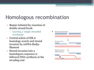 Homologous recombination
• Repair initiated by resection of
double strand break
▫ Leaving 3’ single stranded
overhangs
• Central action of HR is
homology search and strand
invasion by ssDNA-Rad51
filament
• Strand invasion into a
homologous sequence is
followed DNA synthesis at the
invading end
 