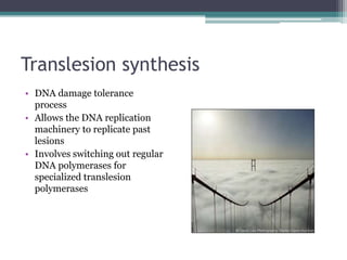 Translesion synthesis
• DNA damage tolerance
process
• Allows the DNA replication
machinery to replicate past
lesions
• Involves switching out regular
DNA polymerases for
specialized translesion
polymerases
 
