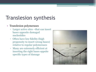 Translesion synthesis
• Translesion polymerases
▫ Larger active sites –that can insert
bases opposite damaged
nucleotides
▫ Often have low fidelity (high
propensity to insert wrong bases)
relative to regular polymerases
▫ Many are extremely efficient at
inserting the right bases oppsite
specific types of damage
 