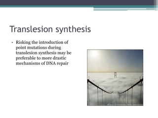 Translesion synthesis
• Risking the introduction of
point mutations during
translesion synthesis may be
preferable to more drastic
mechanisms of DNA repair
 